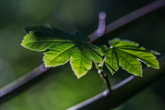 A late afternoon’s sun streams through the Vine Maple leaves of early summer